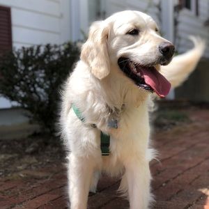 Meet your Posher, Shea